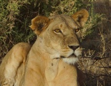 Lion 3590