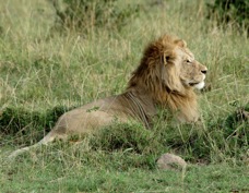 Lion Masai Mara 0210