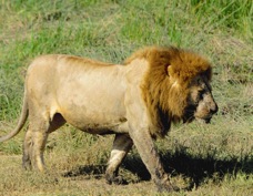 Lion with muddy paws after kill 8909