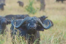 Buffalo African 8350