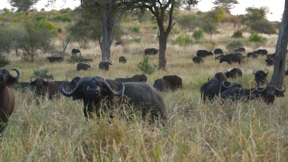 African Buffalo 2.m4v