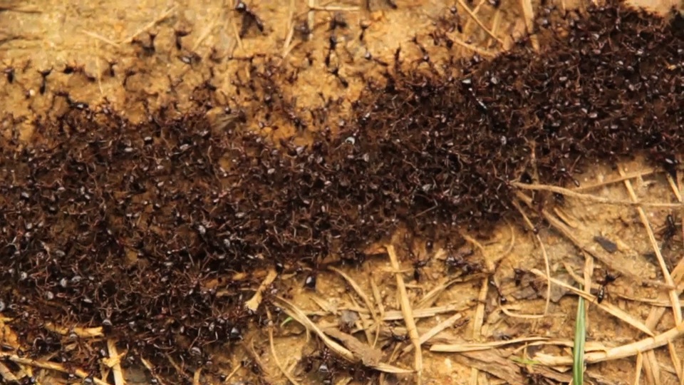Army Ants.m4v