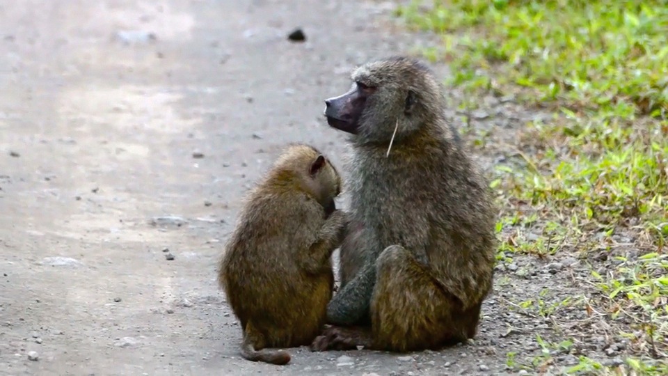 Baboons grooming.m4v
