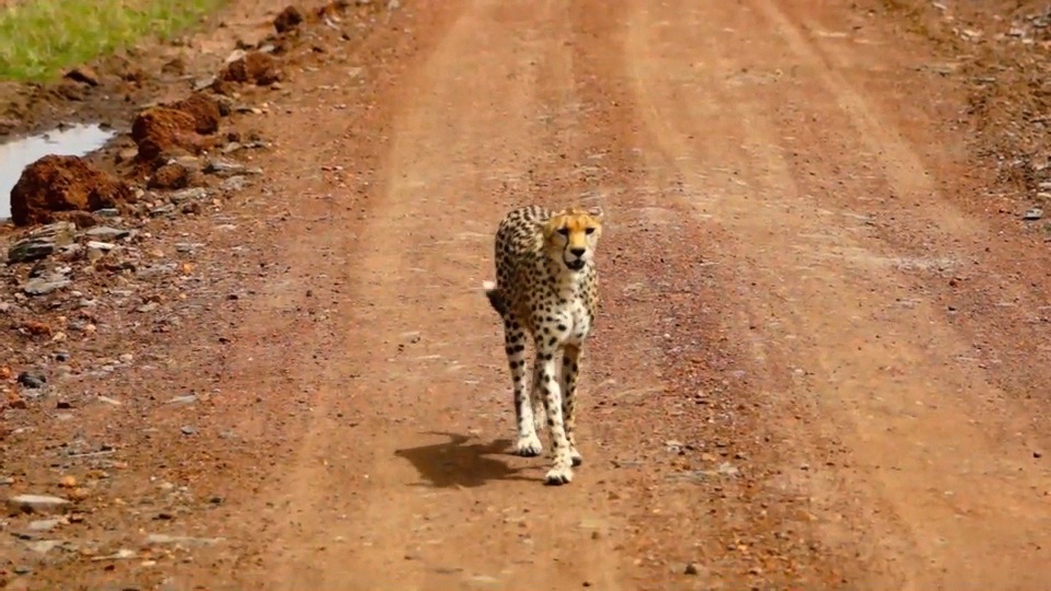 Cheetah walking by the car.m4v