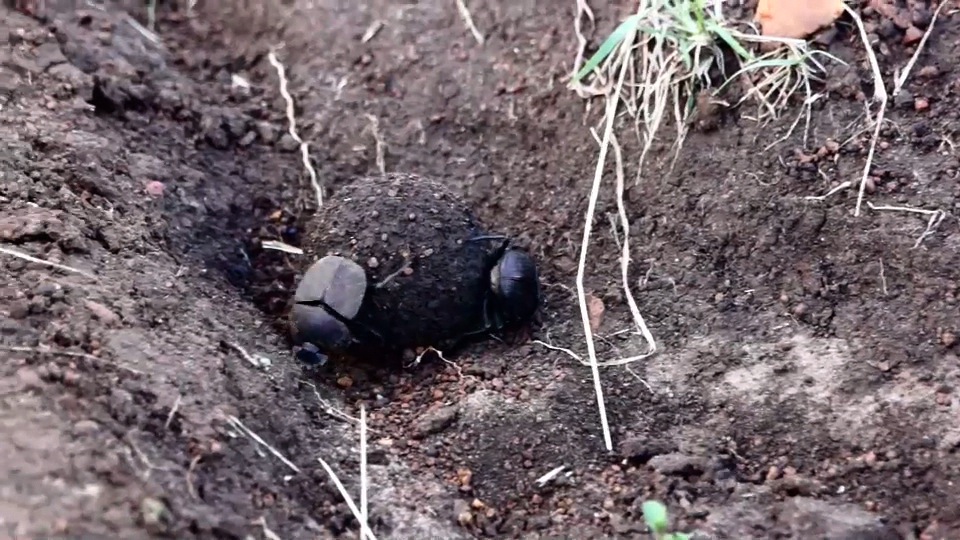 Dung Beetles rolling dung.m4v