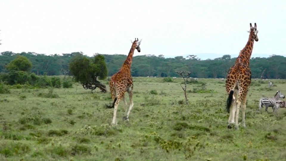Giraffes.m4v
