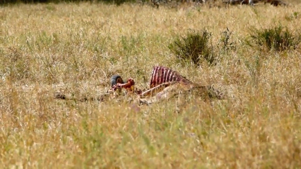 Jackal chased from kill by lion.m4v