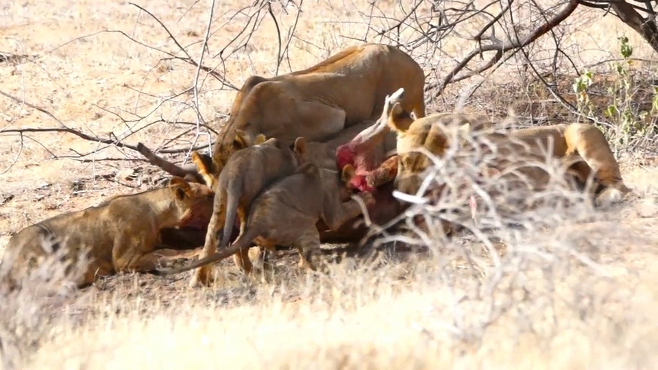 Lion and cubs on a kill.m4v