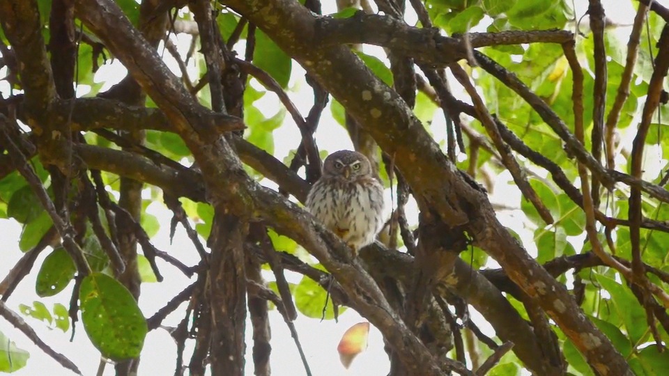 African Barred Owlet.m4v