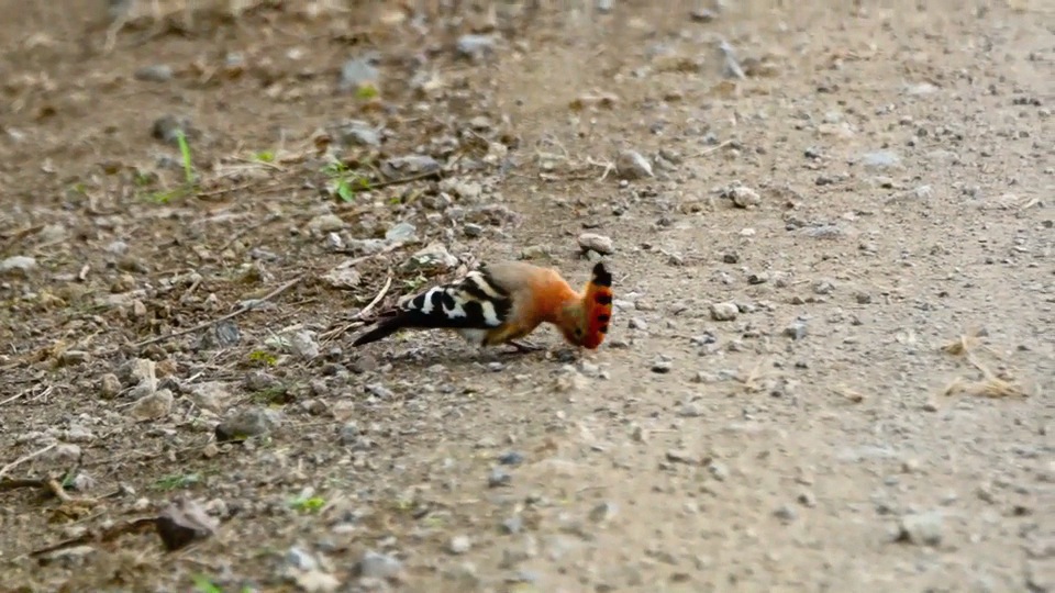 African Hoopoe in the road.m4v