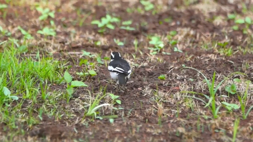 African Pied Wagtail.m4v