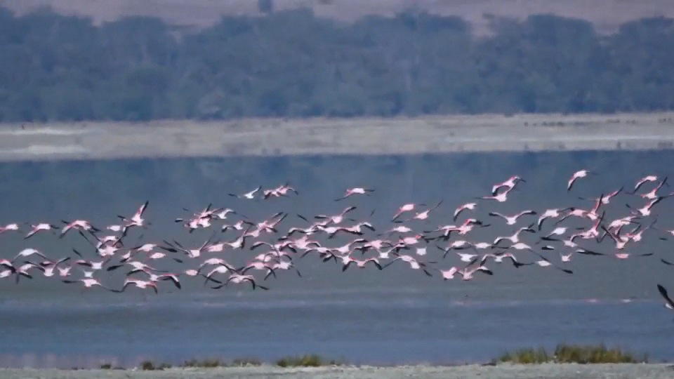 Flamingos Flying at Ngorongoro Crater.m4v
