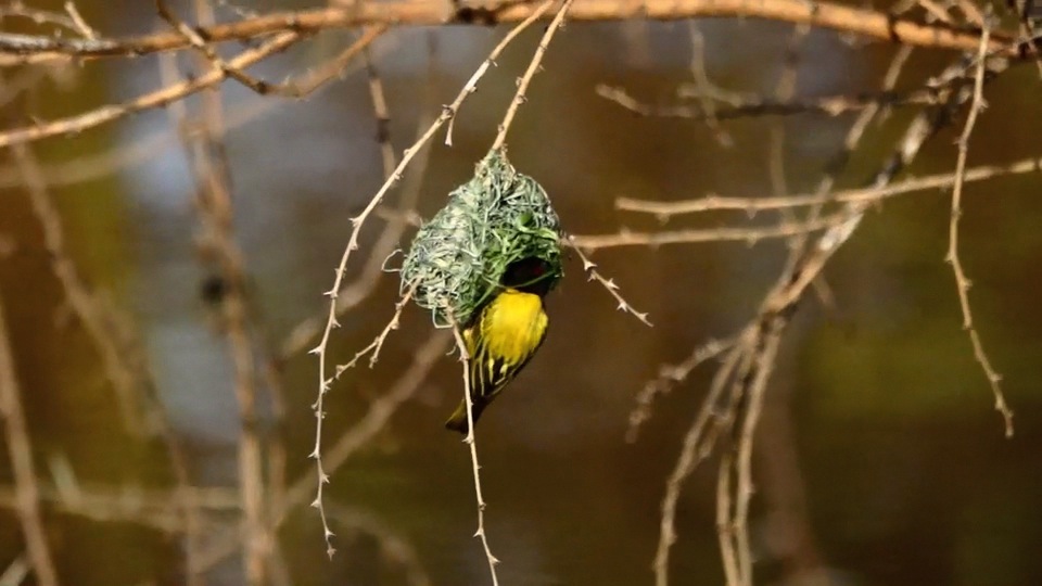 Golden-backed Weaver building a nest.m4v