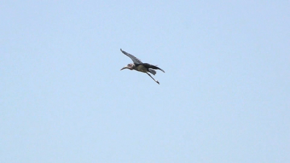 Maribou Stork landing.m4v