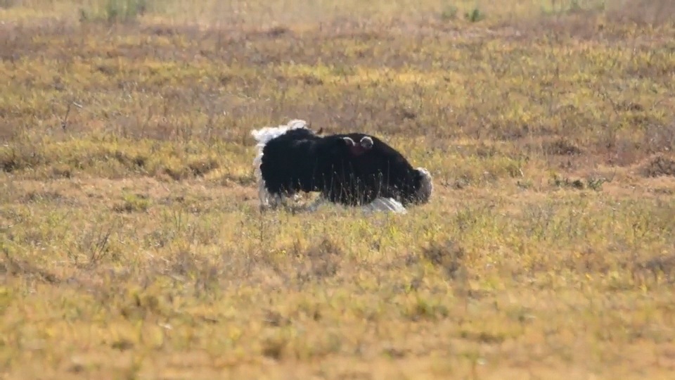 Ostrich dance and mating.m4v