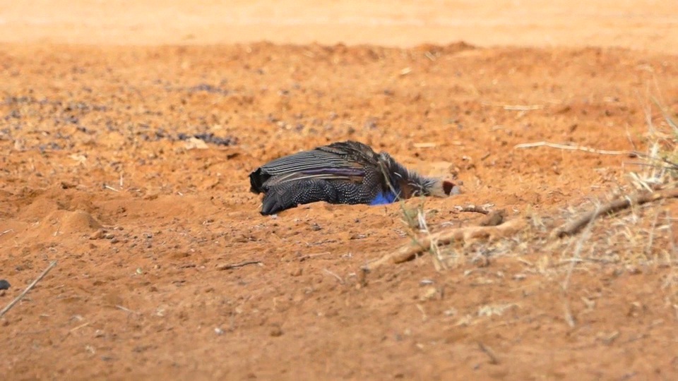 Vultureine Guineafowl taking a dustbath.m4v