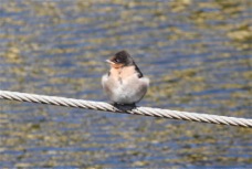 Welcome Swallow Juvenile B 1646