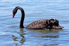 Black Swan 2680