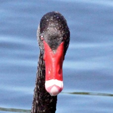 Black Swan 2703