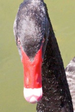 Black Swan 2714