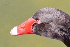 Black Swan 2719