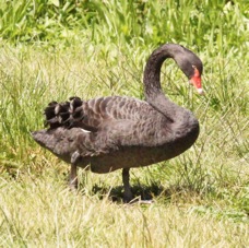 Black Swan 2847