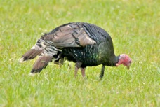 Wild Turkey 5863
