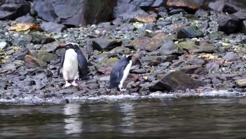 Fiordland Crested Penguin.m4v