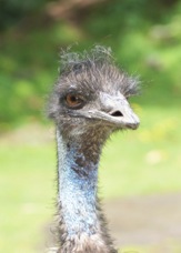 Emu 1510
