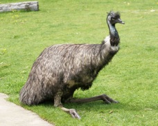 Emu 1522