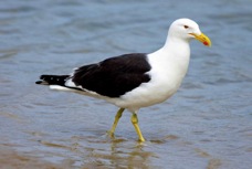 Black-backed Gull 5835