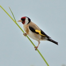 Goldfinch 6950