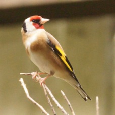 Goldfinch 3725