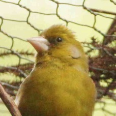 Goldfinch female 3792