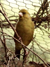 Goldfinch female 3796
