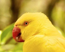 Indian Ringneck Parakeet 4973
