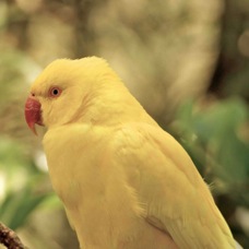 Indian Ringneck Parakeet 5040