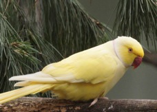 Indian Ringneck Parakeet 0874