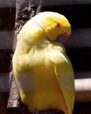 Indian Ringneck Parakeet 2662