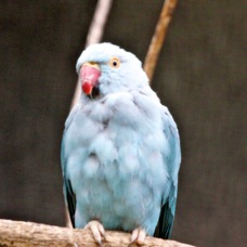 Indian Ringneck Parakeet 0873