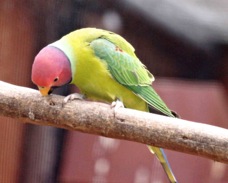Plumb-headed Parakeet male 1695
