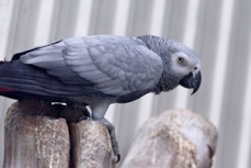 African Grey Parrot 1355