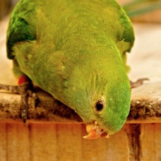 Superb Parrot juvenile 5127
