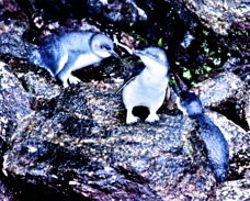 Blue Penguin 0479