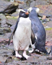 Fiordland Crested Penguin 0701