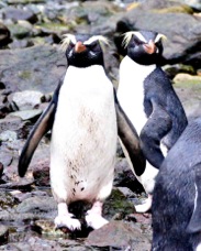 Fiordland Crested Penguin 0705