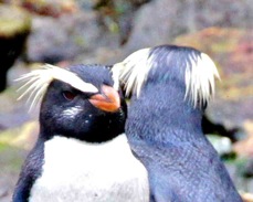 Fiordland Crested Penguin 0700