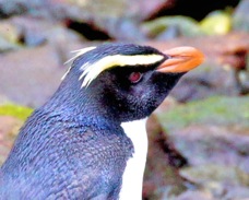 Fiordland Crested Penguin 0703