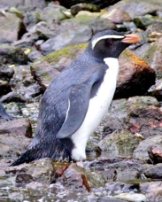 Fiordland Crested Penguin 0712