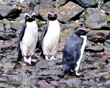 Fiordland Crested Penguin 696